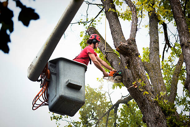 Leaf Removal in Comstock Northwest, MI